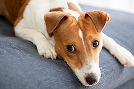犬の写真