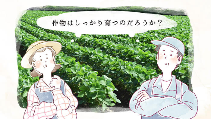 作物はしっかり育つのだろうか？