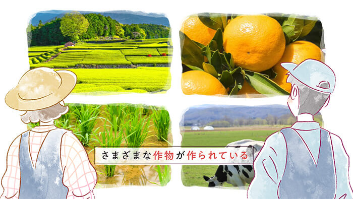 さまざまな作物が作られている