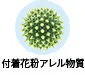 付着花粉アレル物質