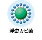 浮遊カビ菌