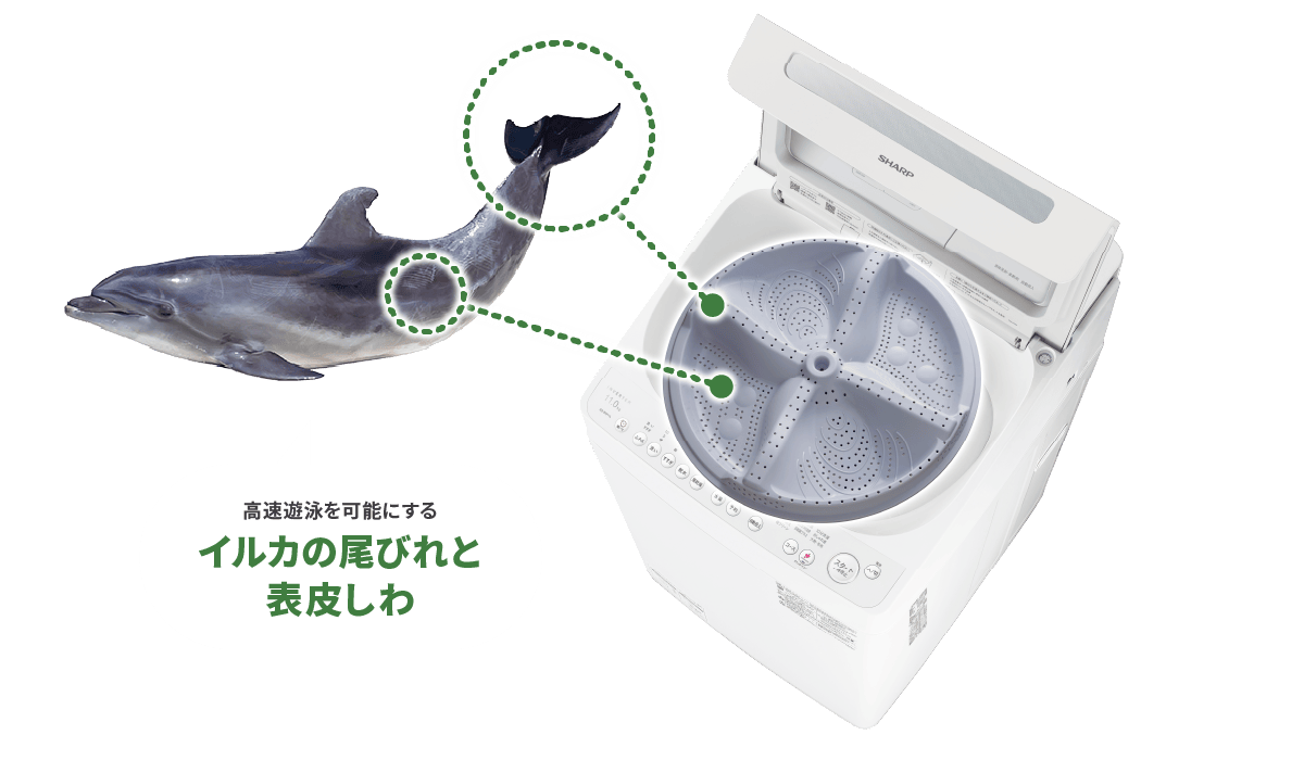 高速遊泳を可能にするイルカの尾びれと表皮しわ