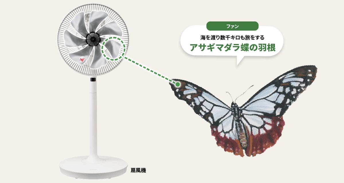 ファンには海を渡り数千キロも旅をするアサギマダラ蝶の羽根が採用されています